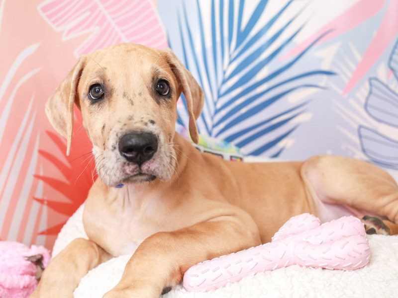 Great Dane-Male-Fawn-3698000-Animal Kingdom | Puppies N Love