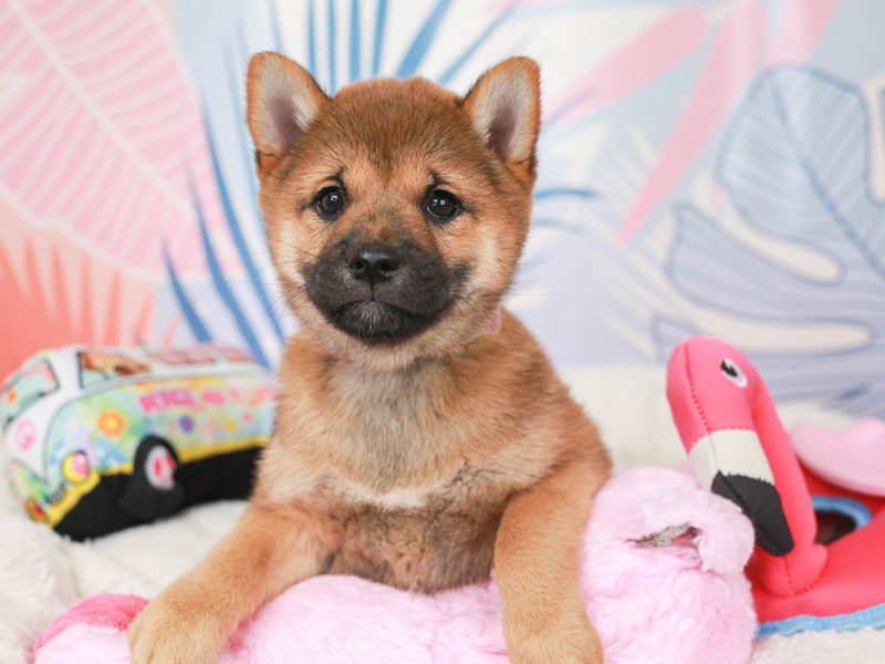 Shiba Inu-Female-red sesame-3699172-Animal Kingdom | Puppies N Love