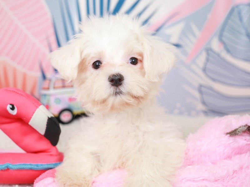 Maltese-Male-White-3699432-Animal Kingdom | Puppies N Love