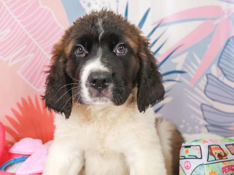 Saint Bernard-Male-Mhgy & Wh-3699485-Animal Kingdom | Puppies N Love