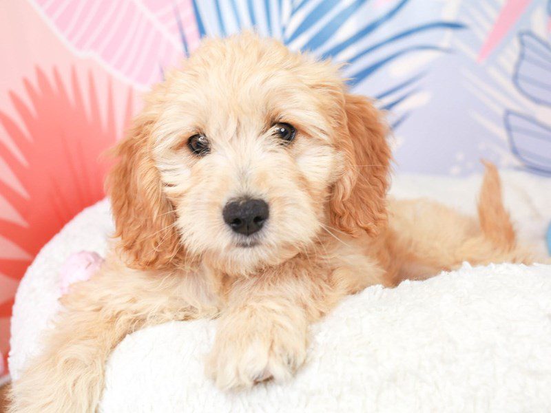 Mini Goldendoodle-Male-Golden-3698379-Animal Kingdom | Puppies N Love