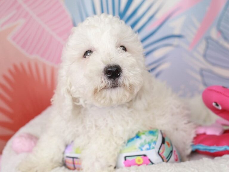 Bichon Frise