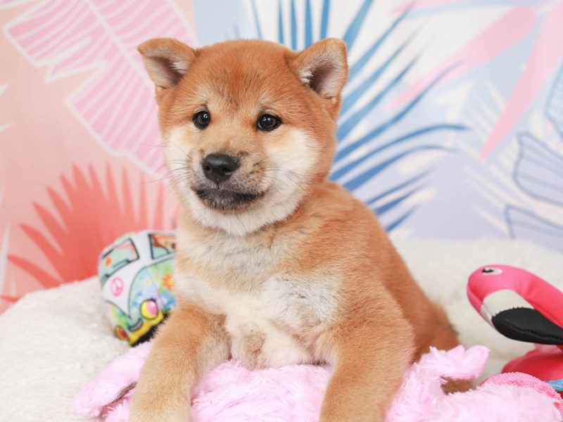 Shiba Inu-Male-red sesame-3699170-Animal Kingdom | Puppies N Love