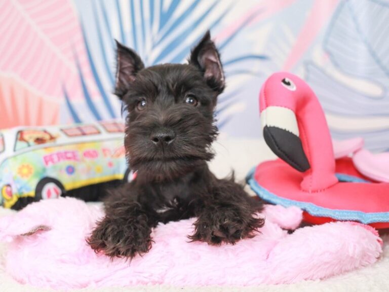 Mini Schnauzer