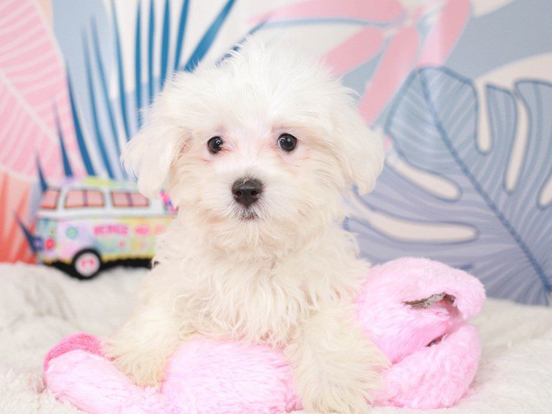 Maltese-Male-White-3699433-Animal Kingdom | Puppies N Love