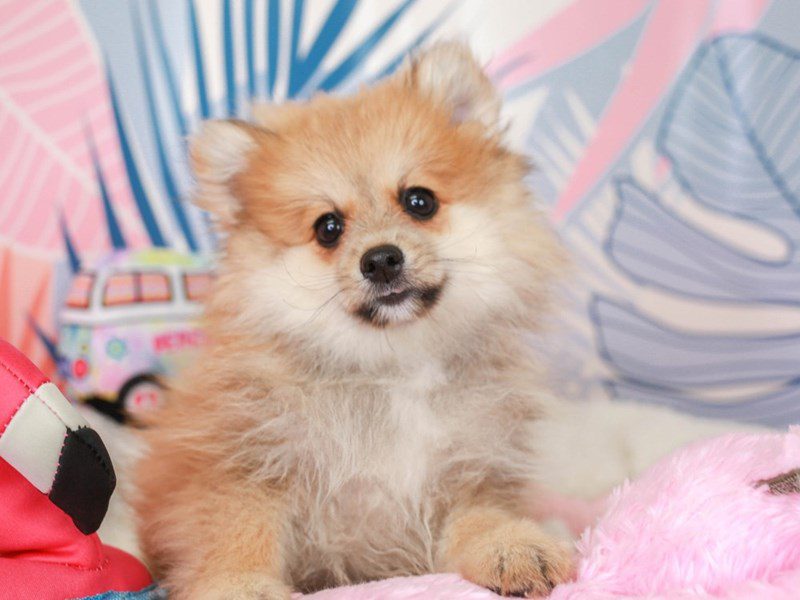 Pomeranian-Male-rd sbl-3699369-Animal Kingdom | Puppies N Love