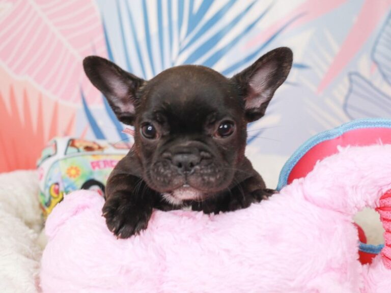 French Bulldog