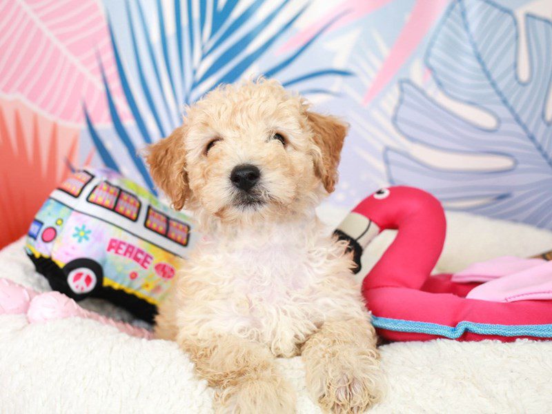 Poochon-Male-Cream-3698044-Animal Kingdom | Puppies N Love