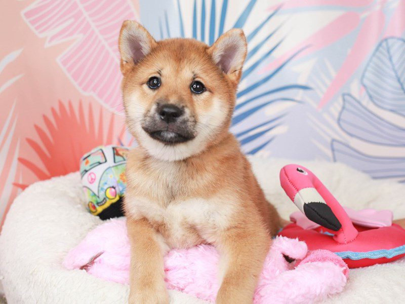 Shiba Inu-Female-red sesame-3699171-Animal Kingdom | Puppies N Love