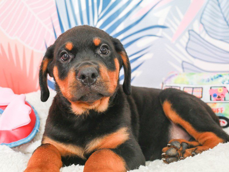 Rottweiler-Male-blk & tn-3699474-Animal Kingdom | Puppies N Love