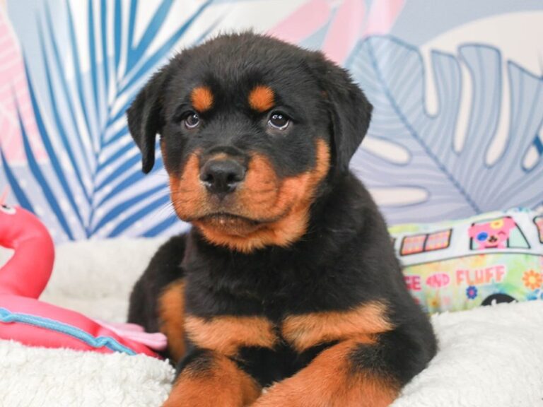 Rottweiler