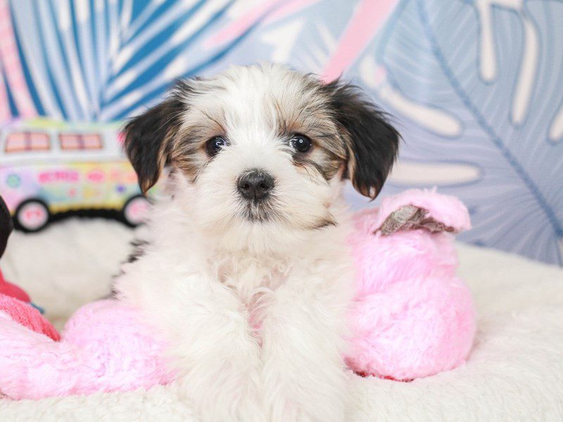 Morkie-Male-BLK & WHT-3699391-Animal Kingdom | Puppies N Love