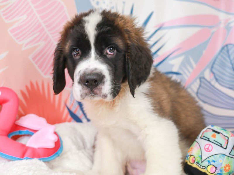 Saint Bernard-Male-Mhgy & Wh-3699486-Animal Kingdom | Puppies N Love