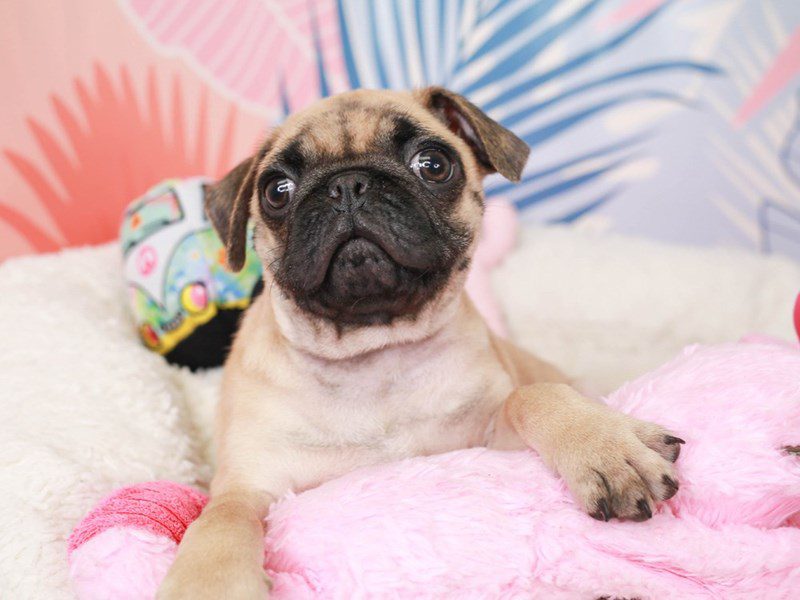 Pug-Male-Fawn-3679933-Animal Kingdom | Puppies N Love