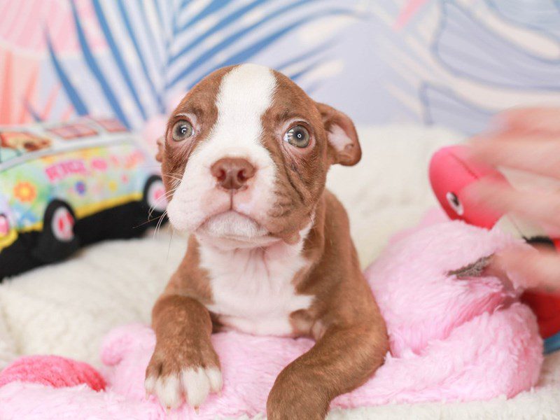 Boston Terrier-Male-Red brindle w/wht-3698075-Animal Kingdom | Puppies N Love