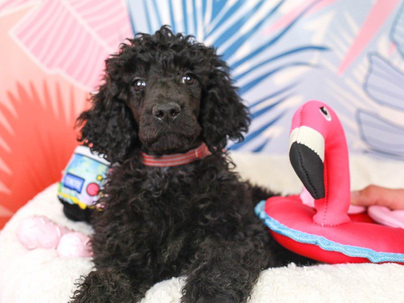 Standard Poodle-Female-Black-3698004-Animal Kingdom | Puppies N Love