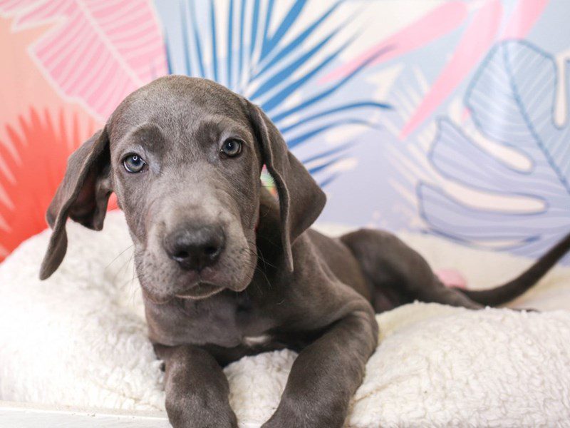 Great Dane-Female-Blue-3698147-Animal Kingdom | Puppies N Love