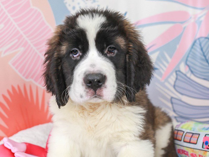 Saint Bernard-Female-Mhgy & Wh-3699487-Animal Kingdom | Puppies N Love