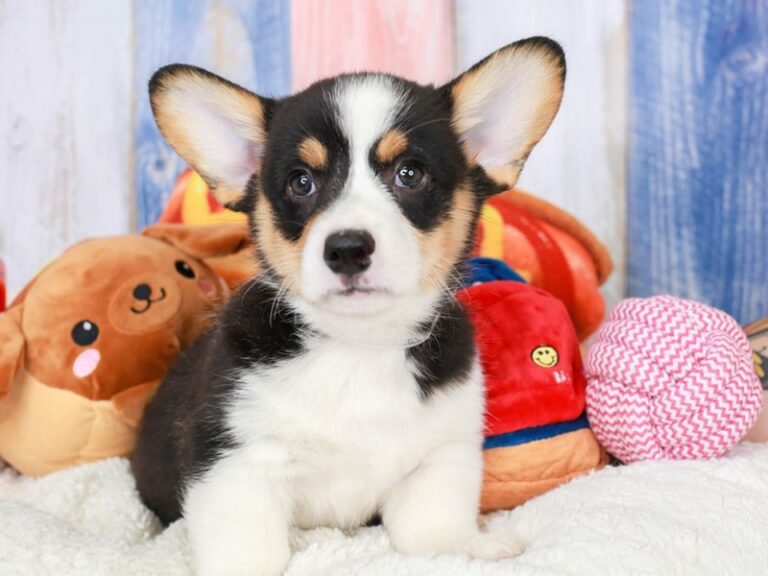 Pembroke Welsh Corgi