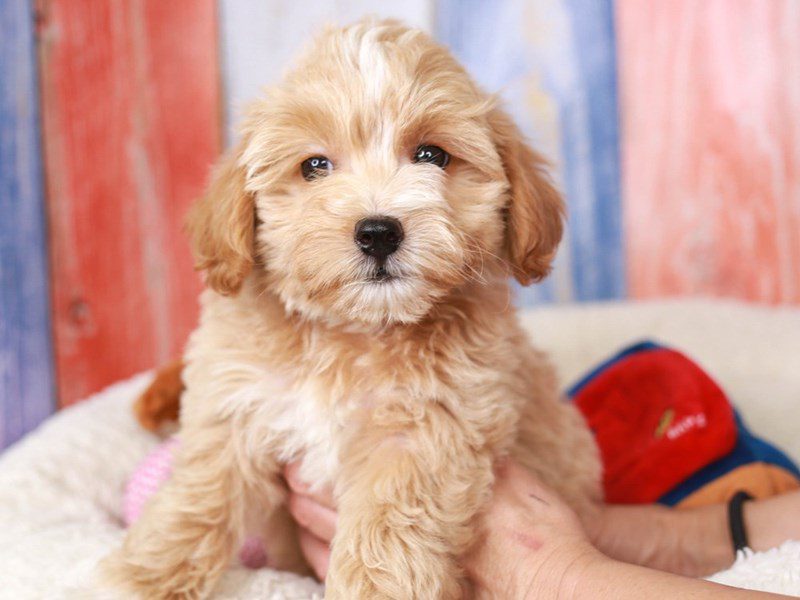 Maltipoo-Female-apct-3708316-Animal Kingdom | Puppies N Love