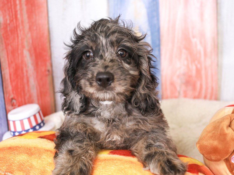 Cockapoo-Male-bl mrl-3708547-Animal Kingdom | Puppies N Love