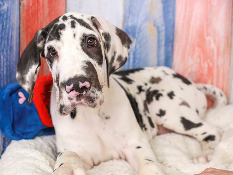 Great Dane-Male-hlqn-3708699-Animal Kingdom | Puppies N Love