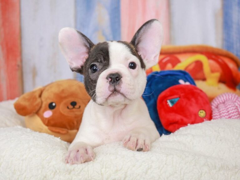 French Bulldog