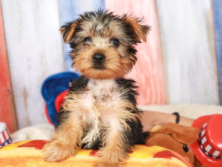 Yorkshire Terrier