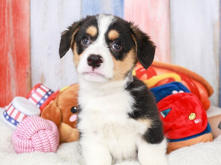 Pembroke Welsh Corgi