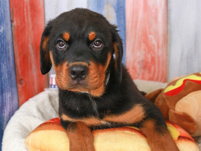 Rottweiler-Female-blk & tn-3708692-Animal Kingdom | Puppies N Love