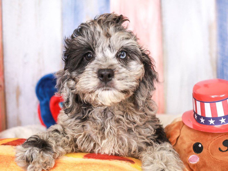 Cockapoo-Female-bl mrl-3708549-Animal Kingdom | Puppies N Love