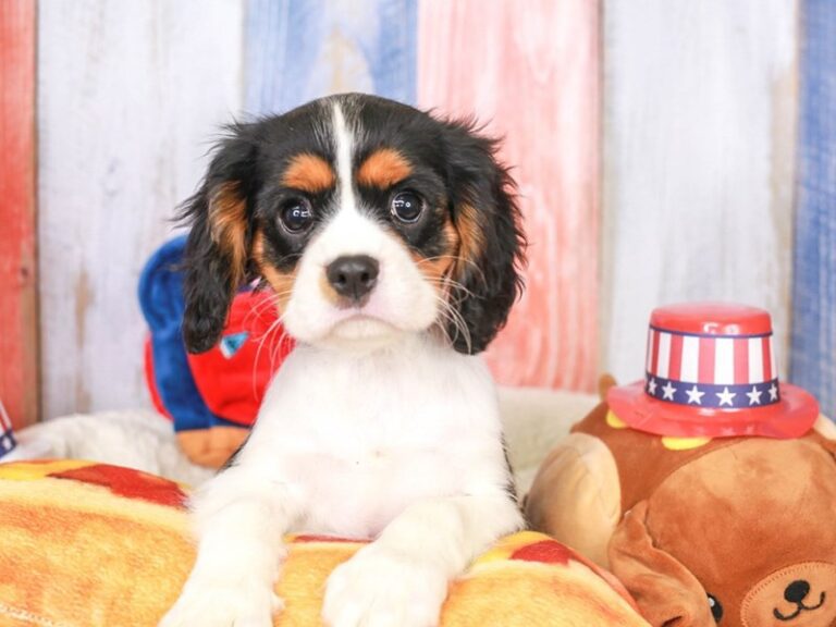 Cavalier King Charles