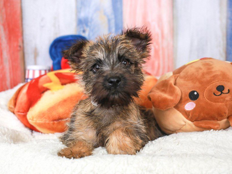 Cairn Terrier-Female-rd, wh, tn-3708572-Animal Kingdom | Puppies N Love