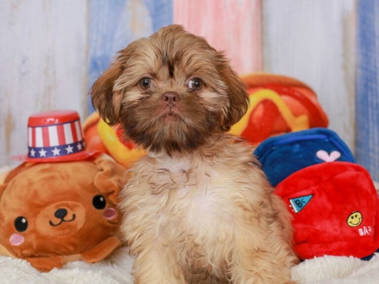 Shih Tzu
