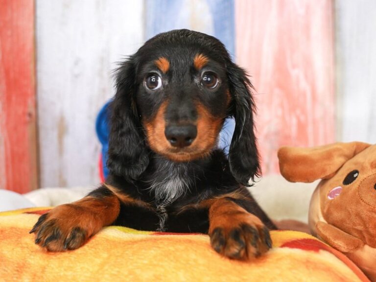 Dachshund