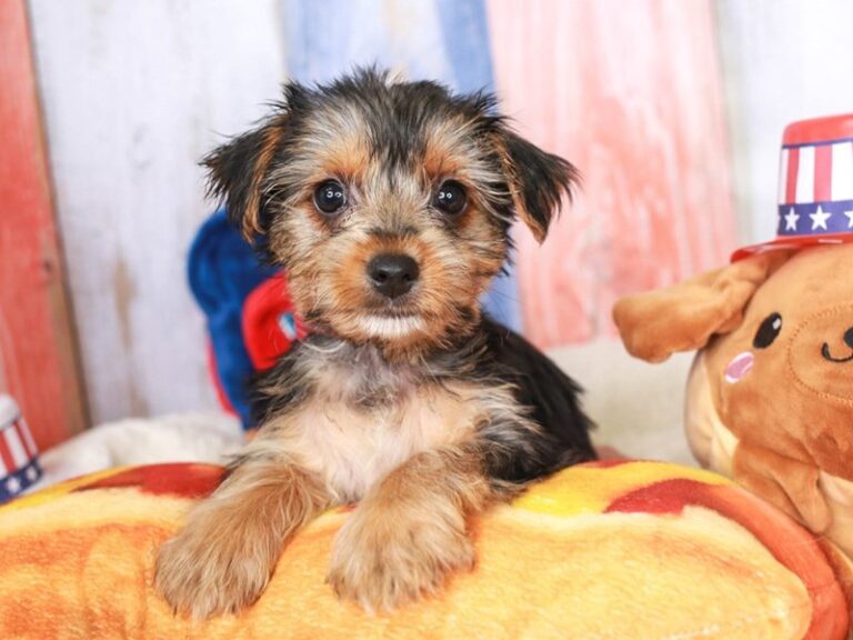 Yorkshire Terrier