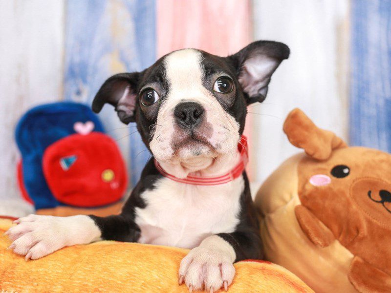 Boston Terrier-Female-Black and White-3706455-Animal Kingdom | Puppies N Love