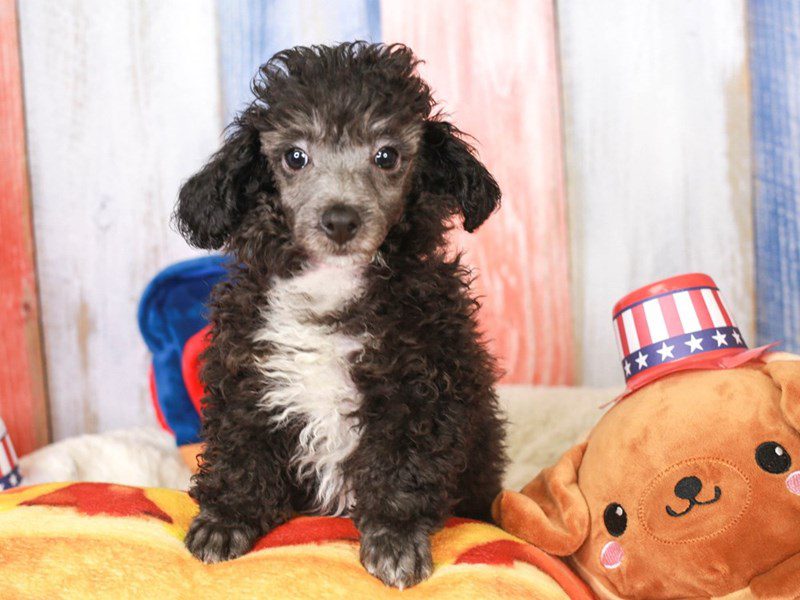 Poodle-Female-Silver-3706450-Animal Kingdom | Puppies N Love