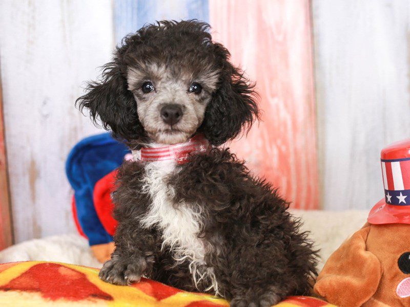 Poodle-Female-Silver-3706449-Animal Kingdom | Puppies N Love