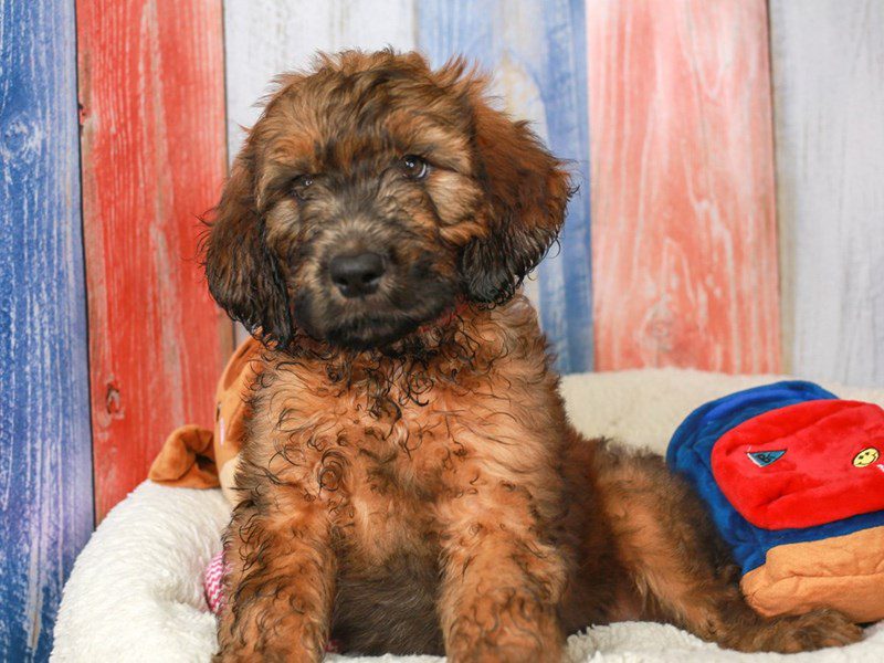 Goldendoodle-Male-red & sbl phtm-3708439-Animal Kingdom | Puppies N Love