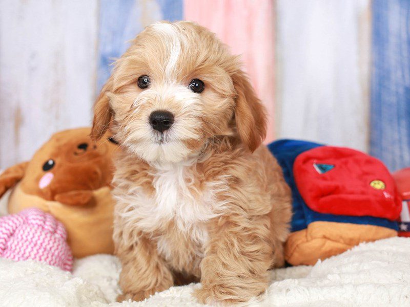 Maltipoo-Male-apct-3708314-Animal Kingdom | Puppies N Love