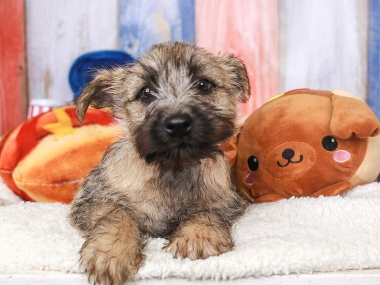 Cairn Terrier