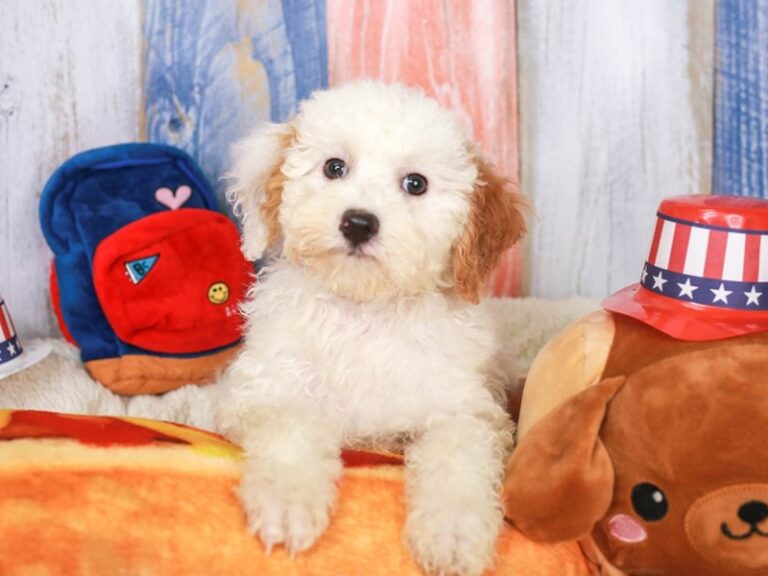 Cavapoo