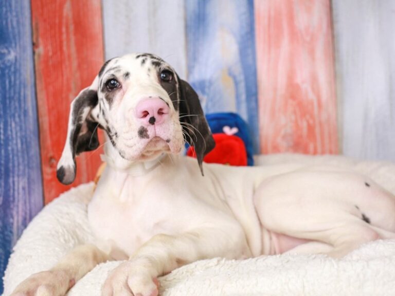 Great Dane