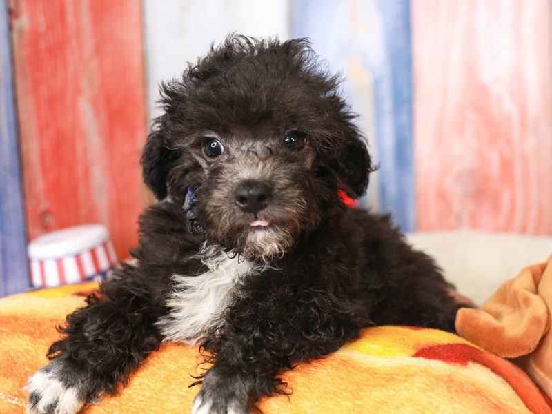 Poodle-Male-Silver-3706568-Animal Kingdom | Puppies N Love