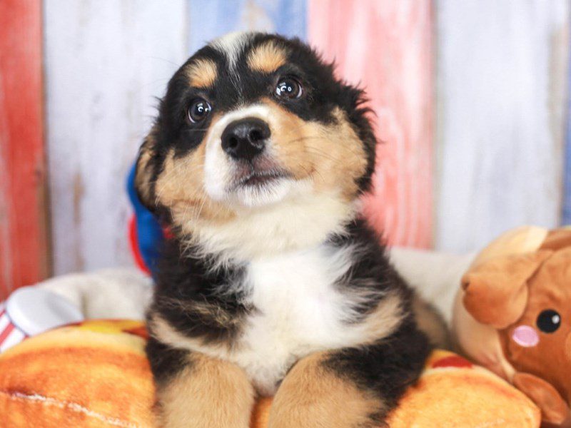 Mini American Shepherd-Male-Black-3706556-Animal Kingdom | Puppies N Love