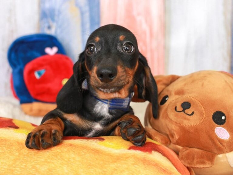 Dachshund