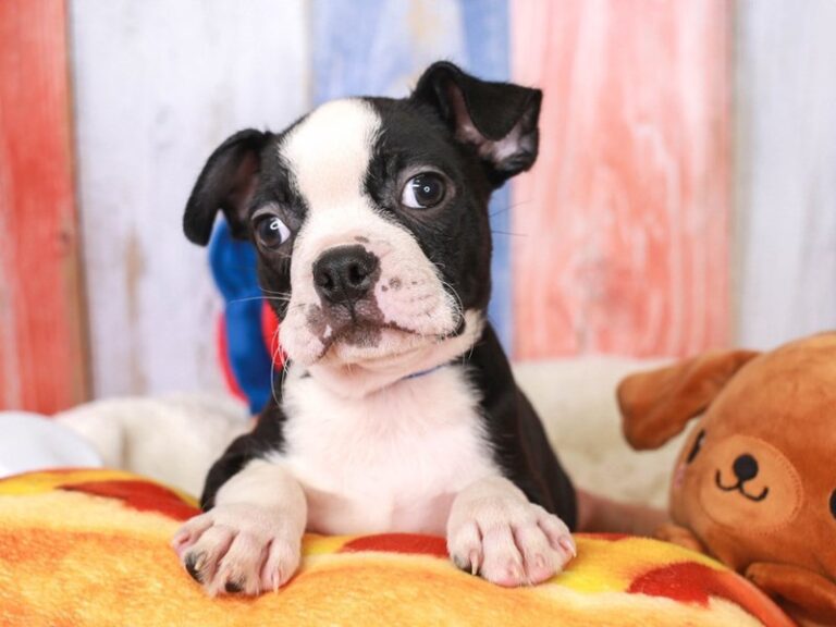 Boston Terrier