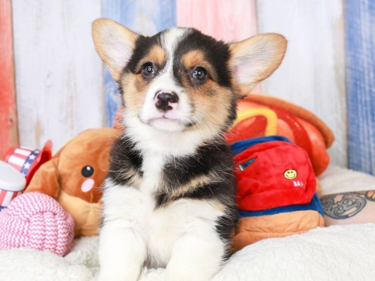 Pembroke Welsh Corgi