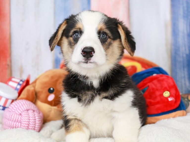 Pembroke Welsh Corgi